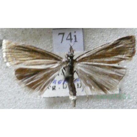 Agriphila geniculea (Haworth, 1811) Wachlarzyk kolankowy Czech74i